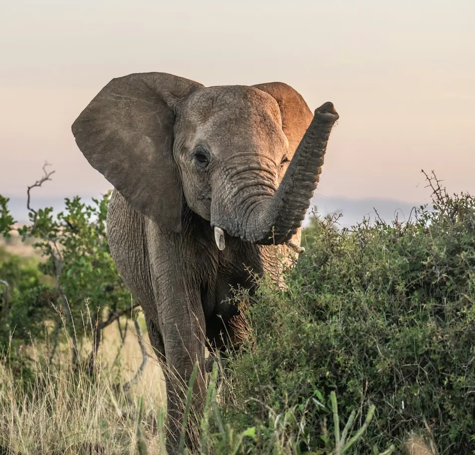 Diverse Safari Landscapes