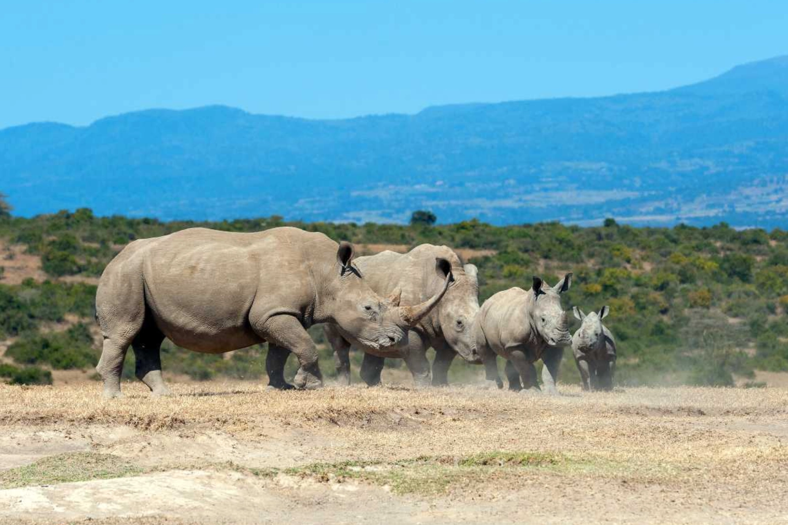 Rhino Sanctuary Visits