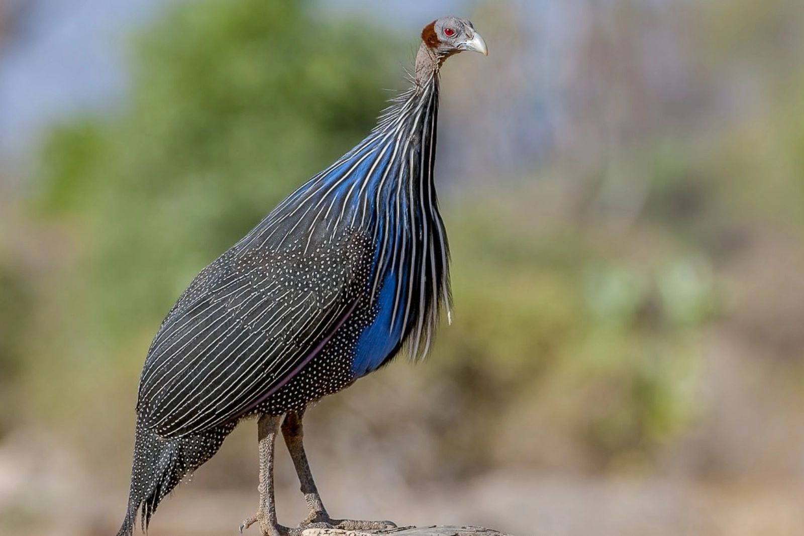 Birdwatching Adventures