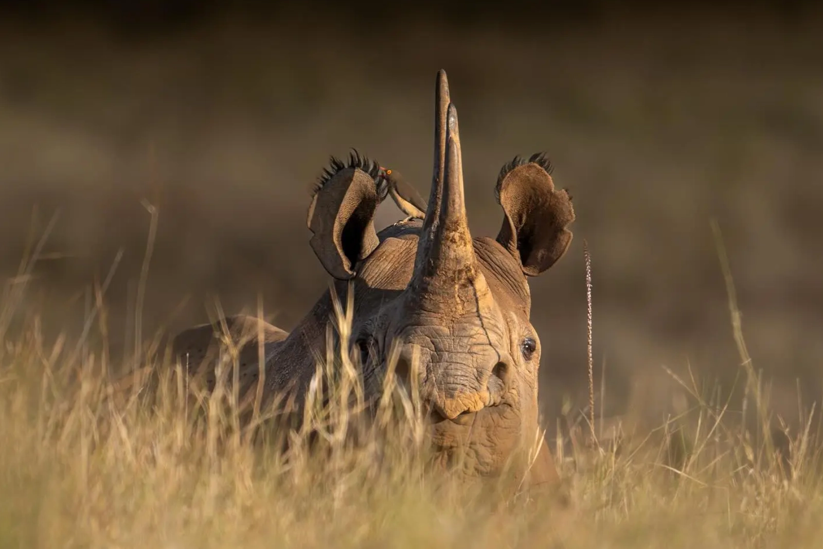 Wildlife Photography Tours