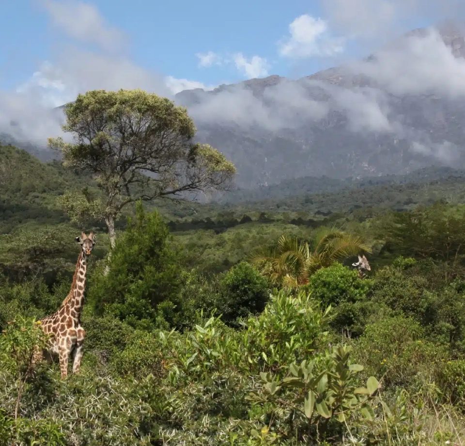 Meru National Park Weather