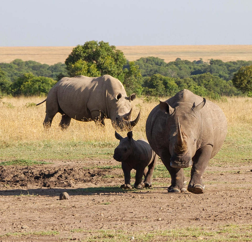 Rhino Sanctuary Experience