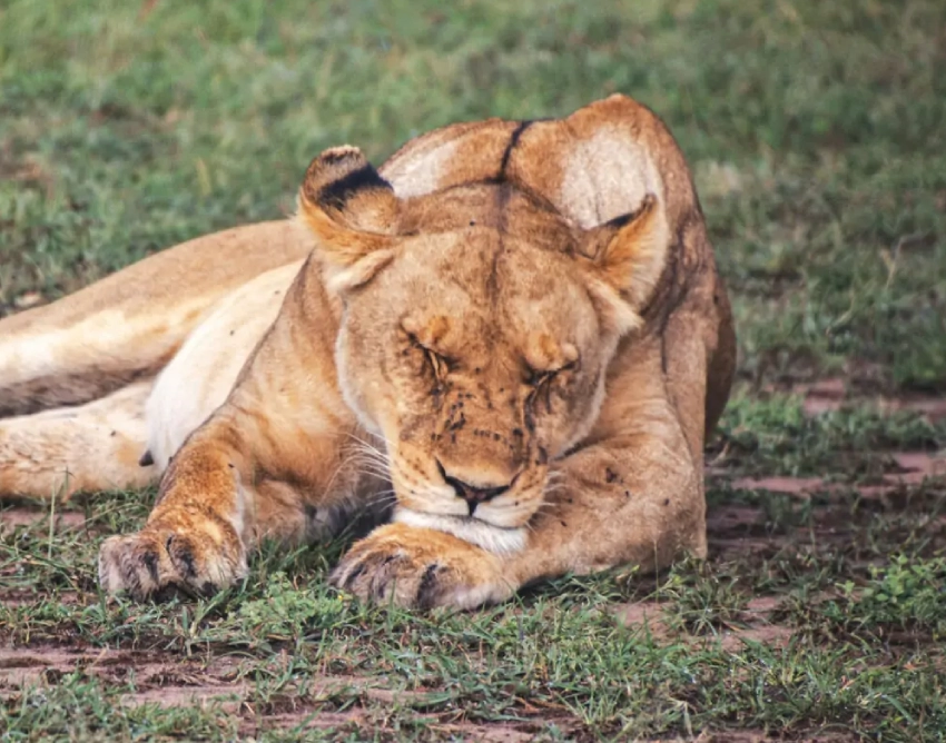 Meru National Park Wildlife