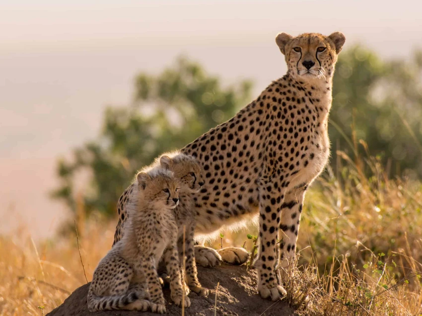 Mount Kenya Attractions