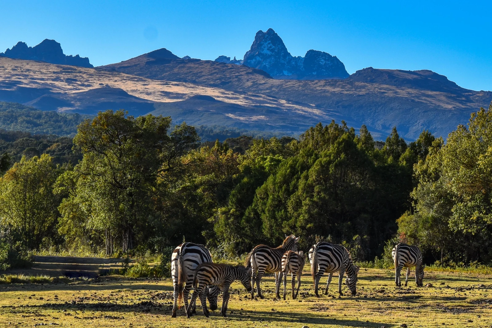 Forest Wildlife Walk