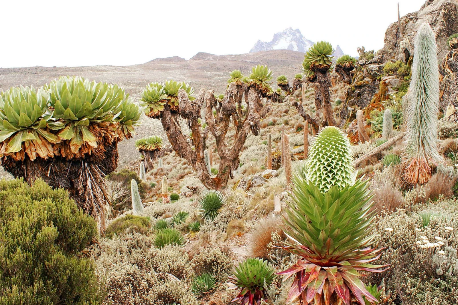 Afro-Alpine Zone Day