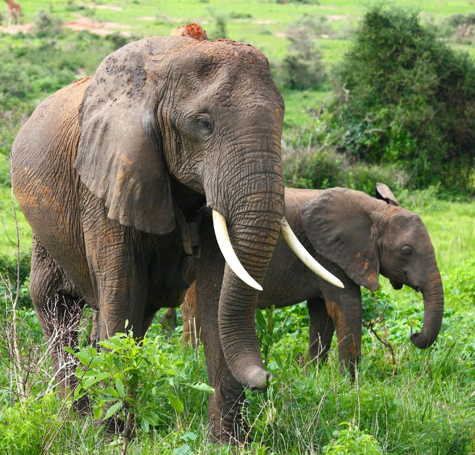 Highland Forest Species