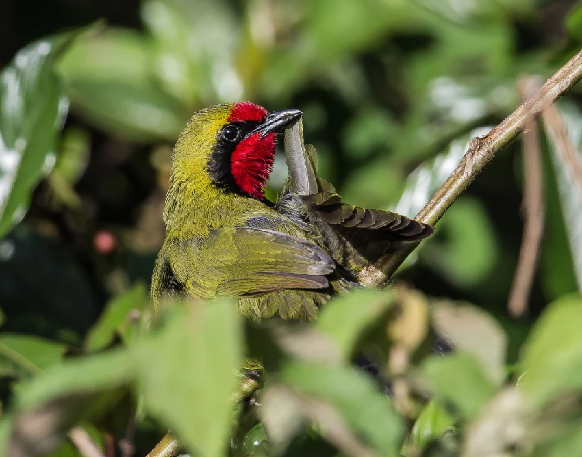 Mount Kenya National Park