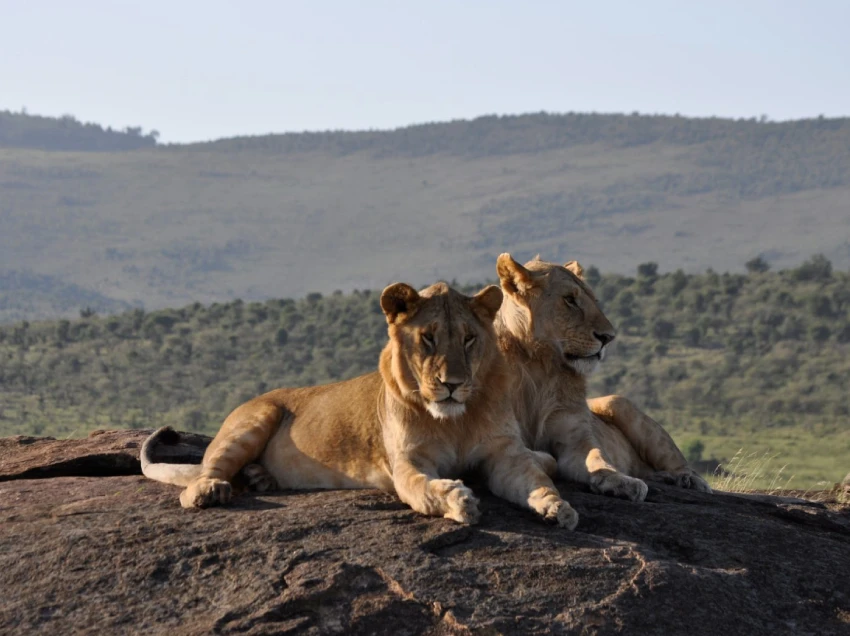 Mount Kenya Wildlife