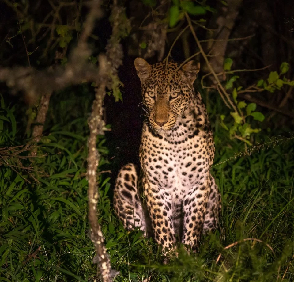 Classic Safari Entry