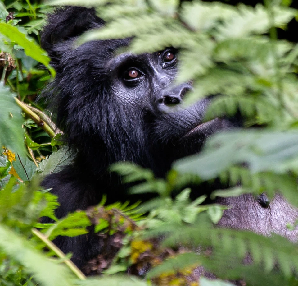 Different Kind of Wild