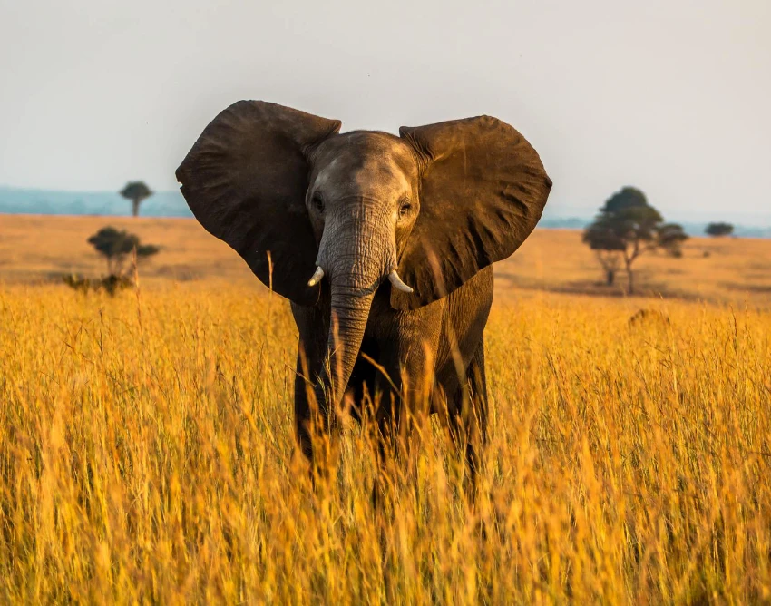 Murchison Falls National Park Wildlife