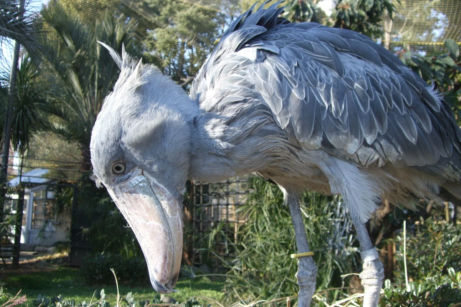 Delta Shoebill Trip