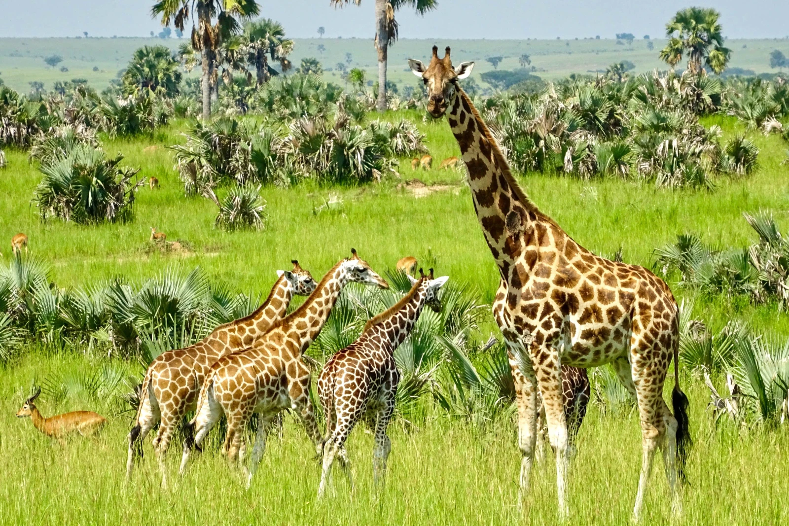 North Bank Game Drive
