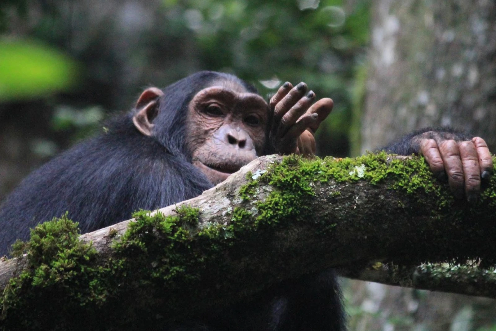 Budongo Chimp Trek