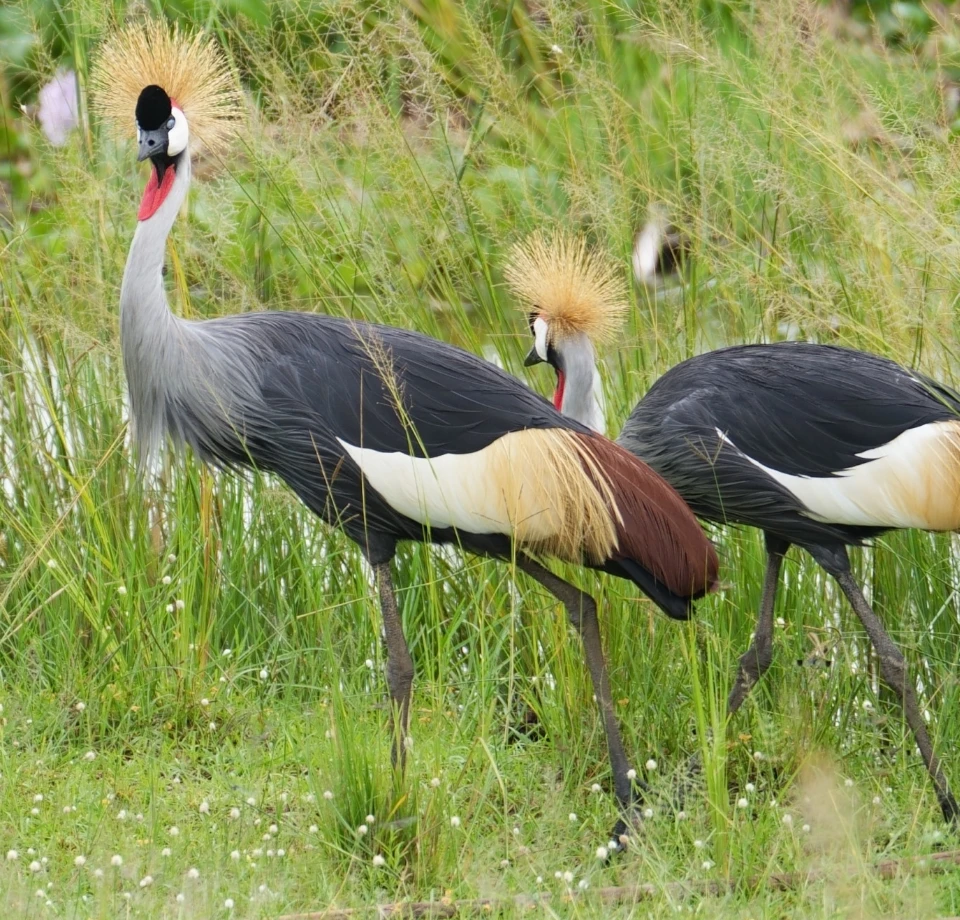Big Herds and Strong Cats