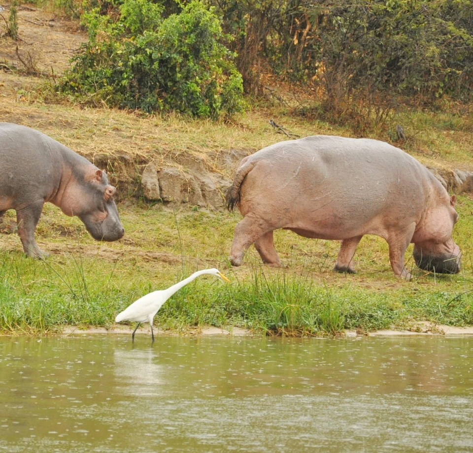 Falls And River Life