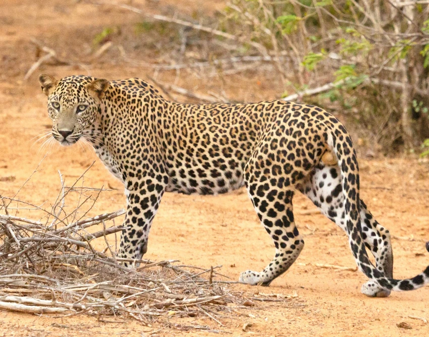 Murchison Falls National Park Wildlife