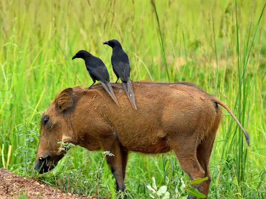 Murchison Falls National Park Wildlife