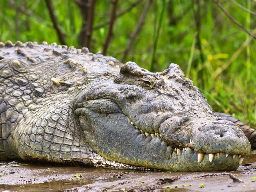 Murchison Falls National Park Wildlife