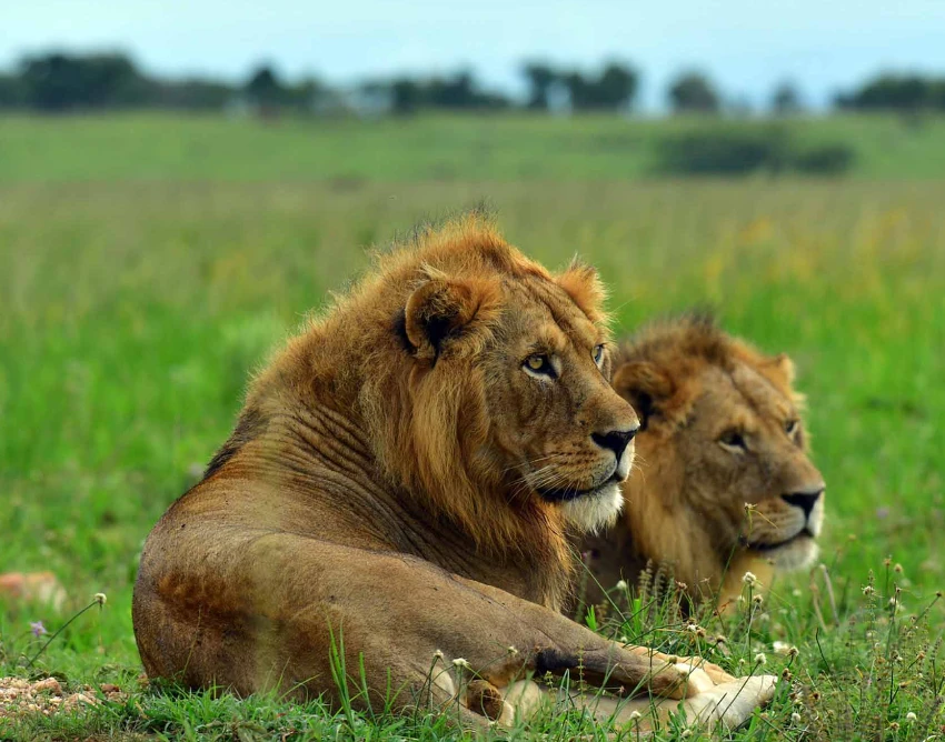 Murchison Falls National Park Wildlife