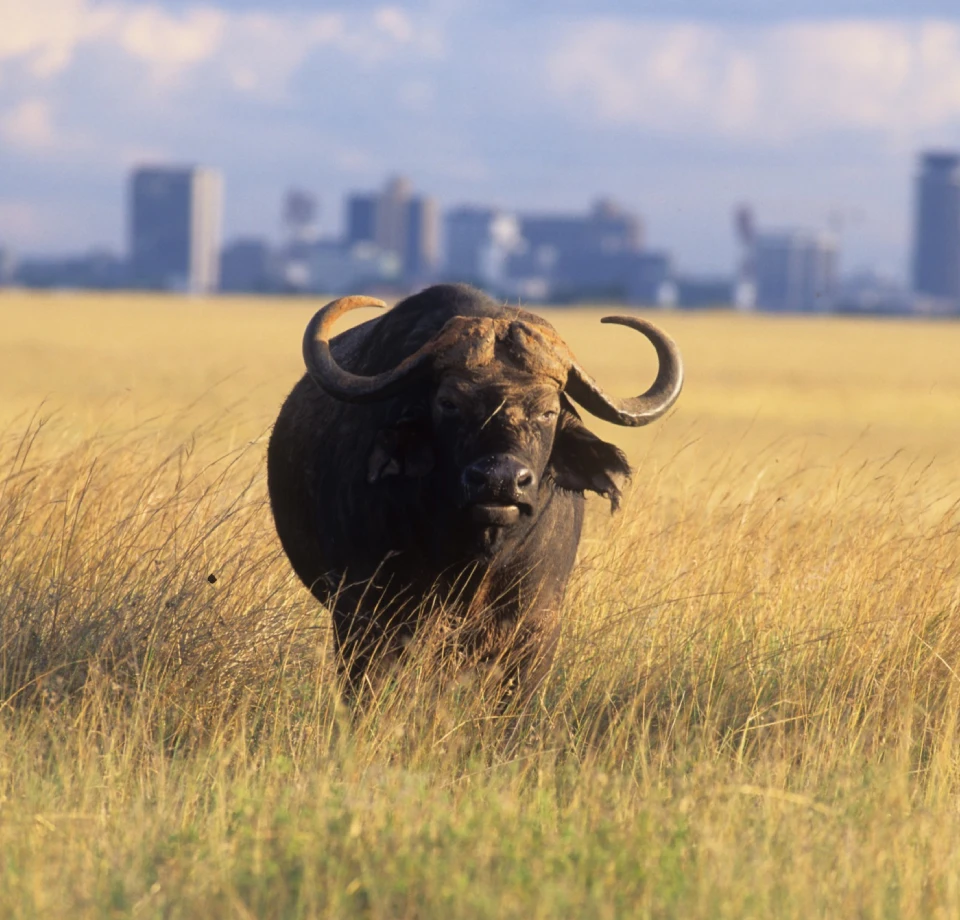 Mixed Savanna Habitats