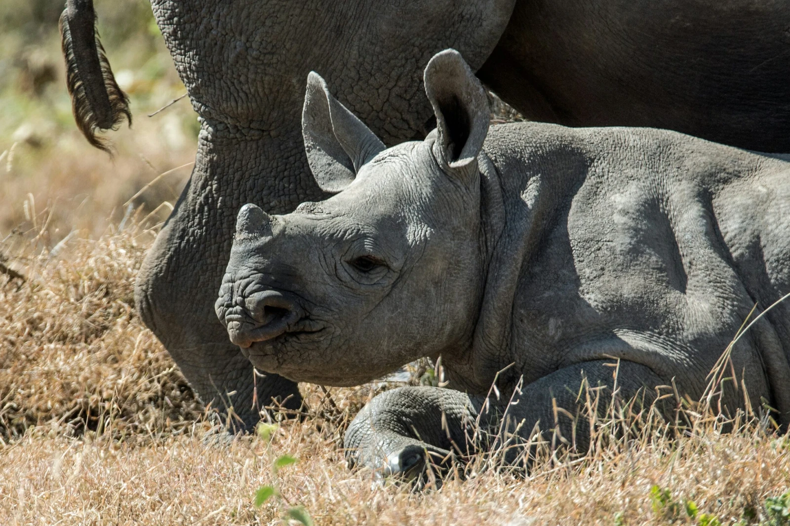 Rhino Tracking Focus