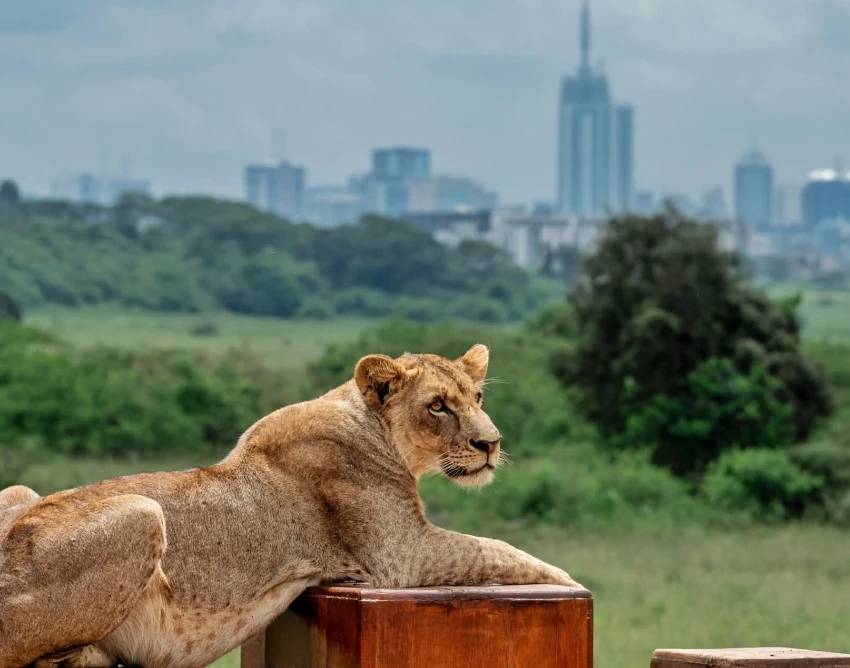 Nairobi Wildlife