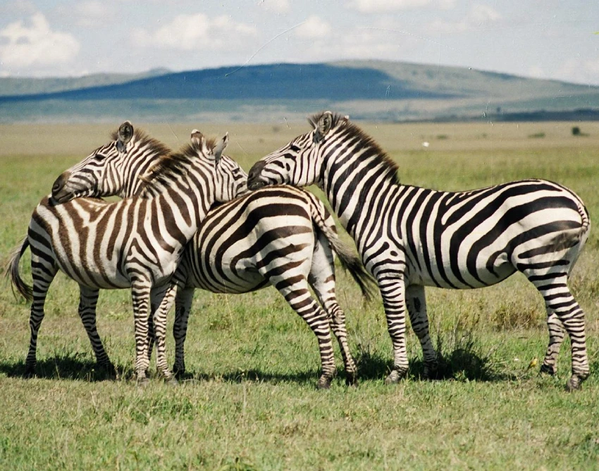 Nairobi National Park