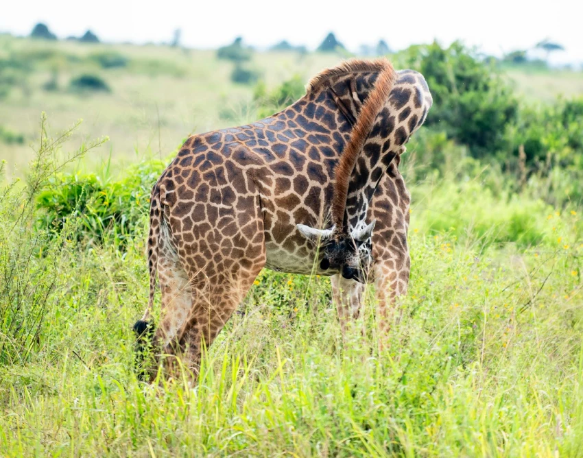 Nairobi National Park
