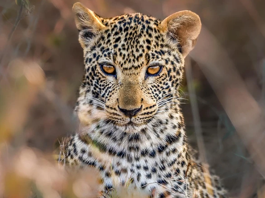 Nairobi National Park Wildlife
