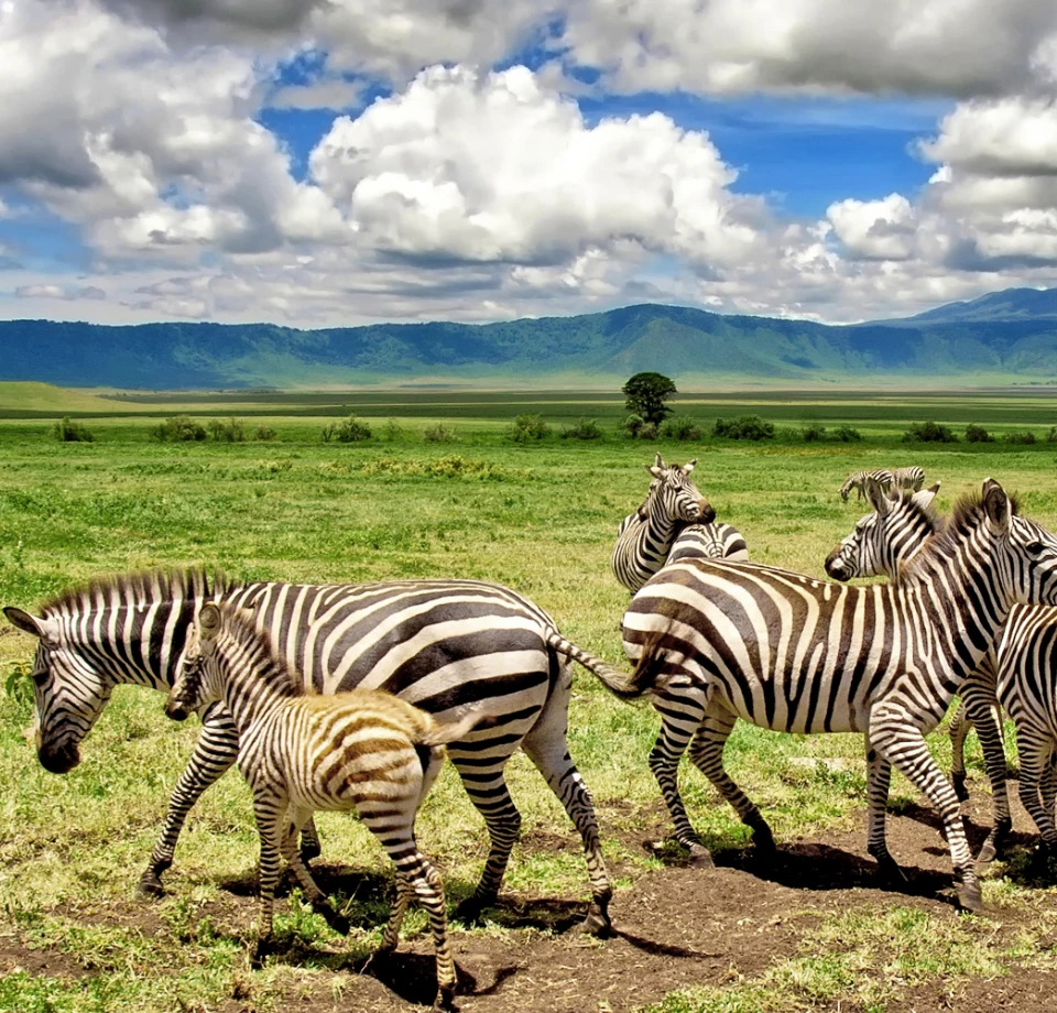 High-Density Sightings