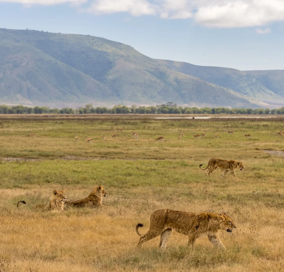 Compact Iconic Highlights