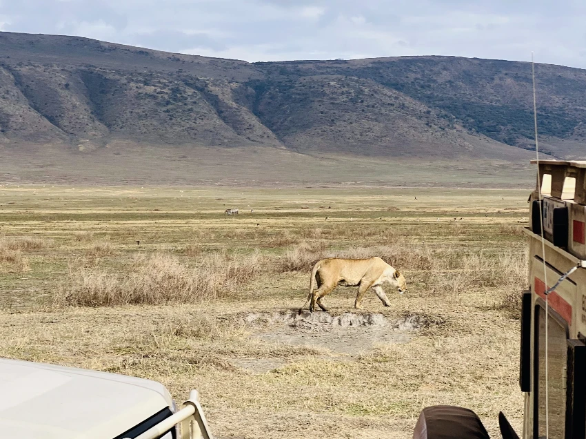 Ngorongoro Crater Wildlife