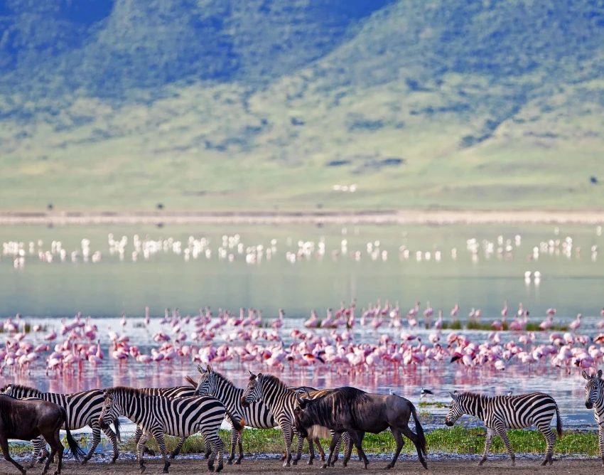 Ngorongoro Crater Wildlife