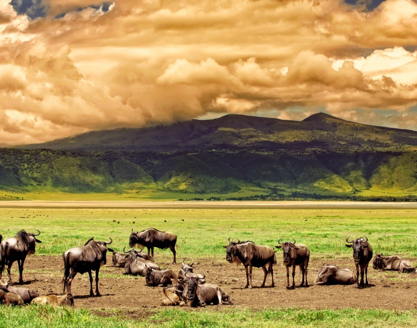 Ngorongoro Crater Wildlife