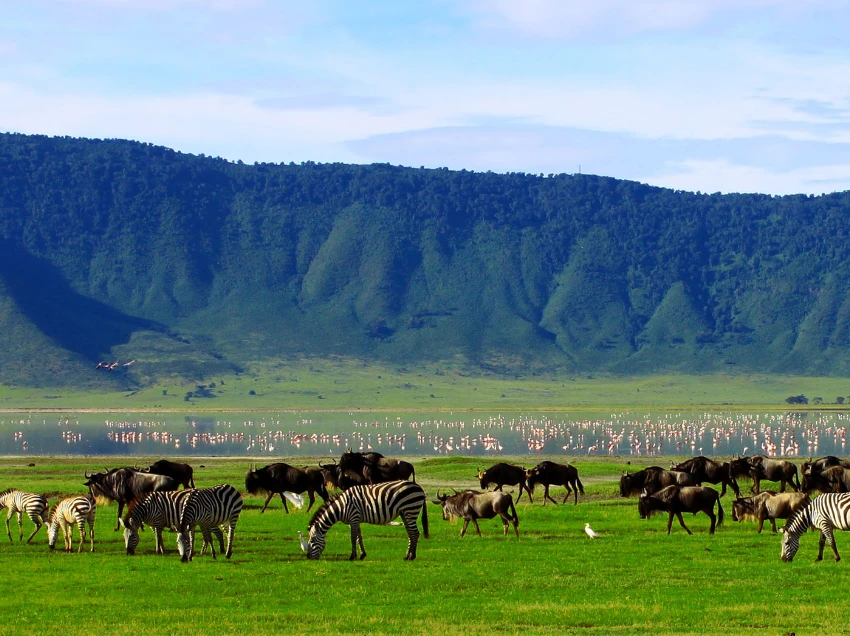 Ngorongoro Crater Wildlife