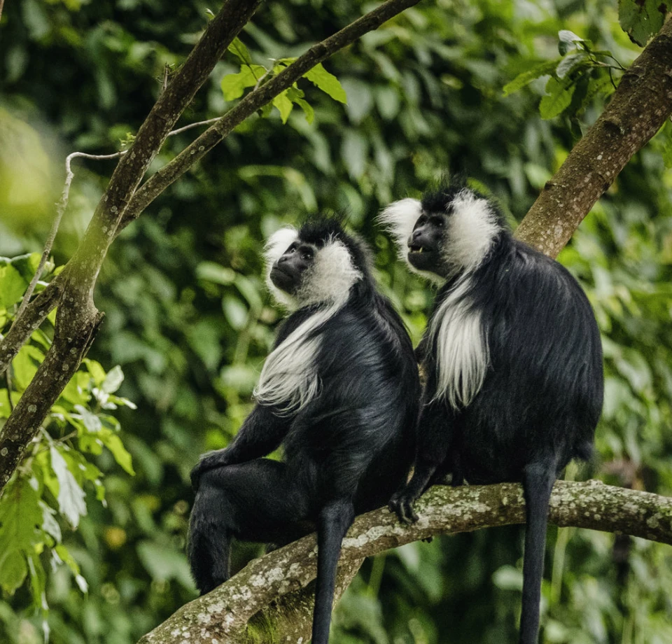 Layered forest landscapes
