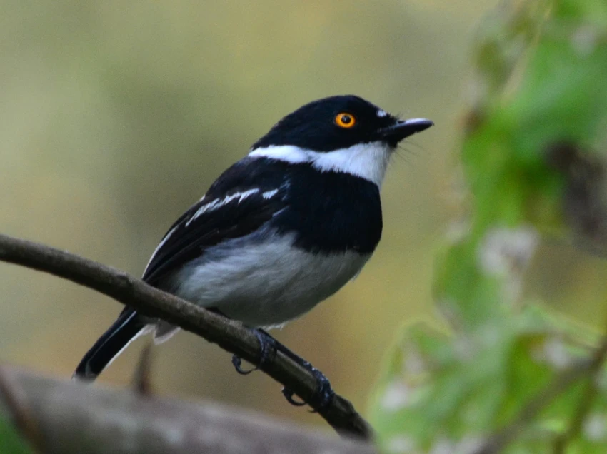 Nyungwe Forest National Park Birdlife