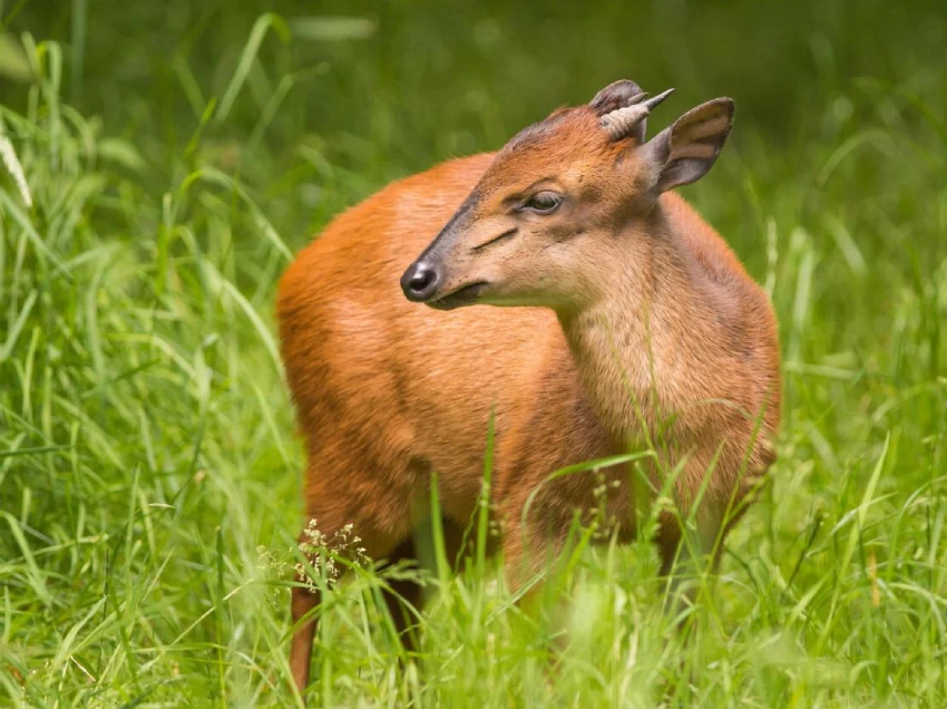 Nyungwe Forest National Park Attractions