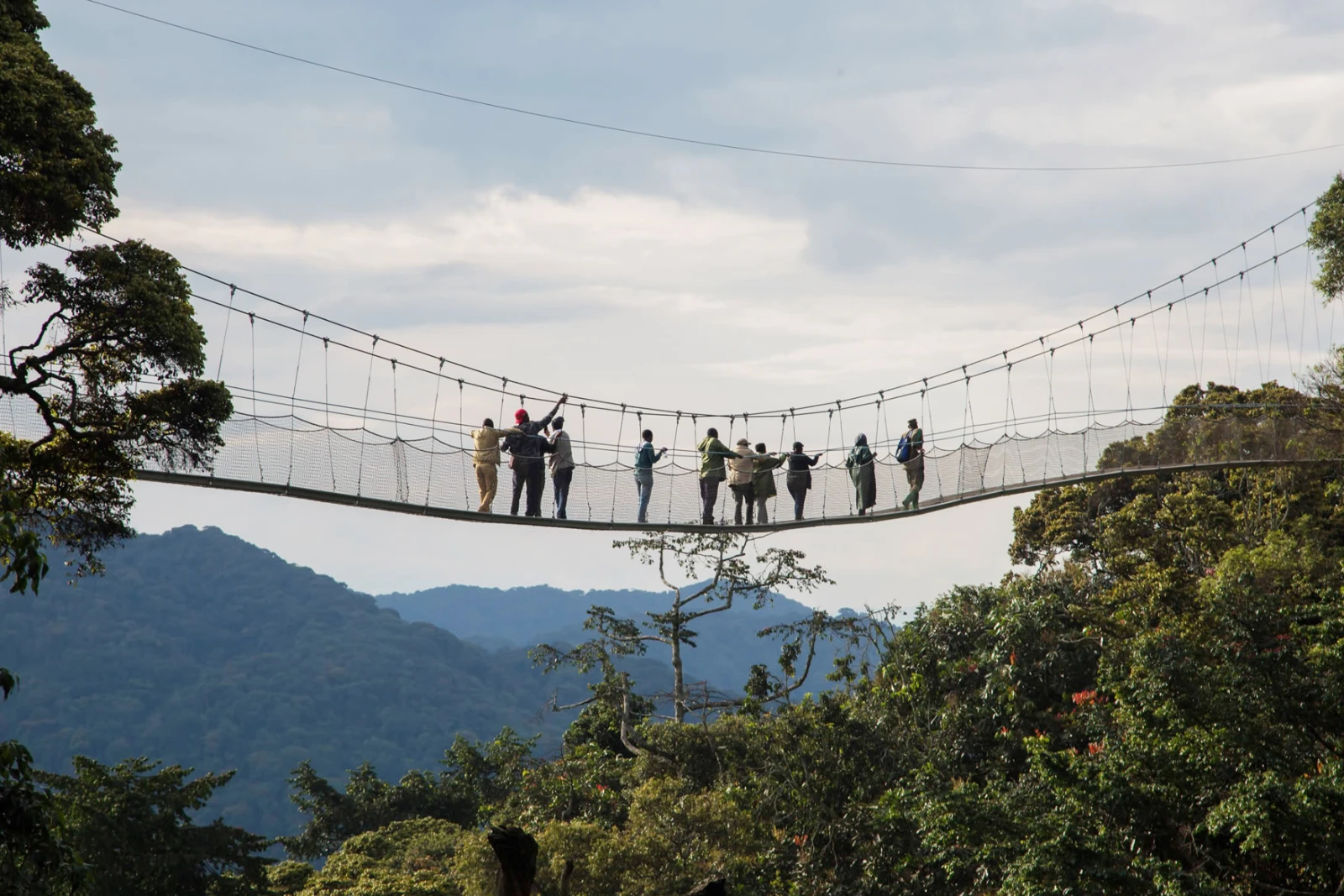 Canopy Walk Morning
