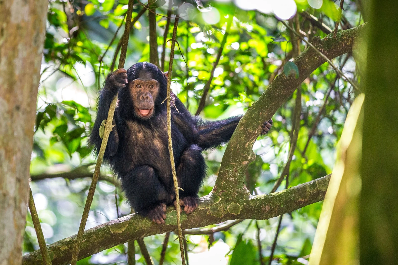 Chimp Trek Focus