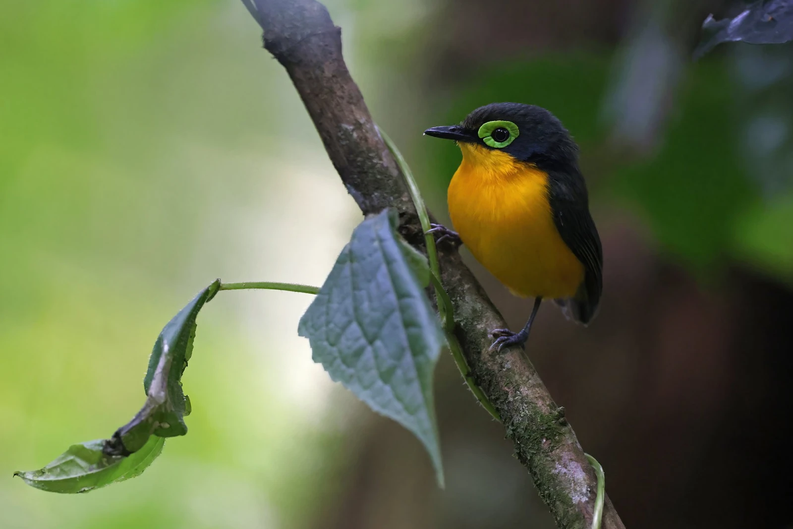 Roadside Birding Hour