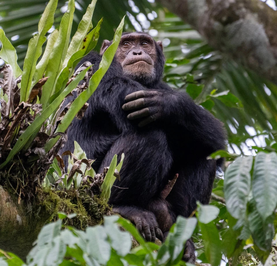 Primates and endemics