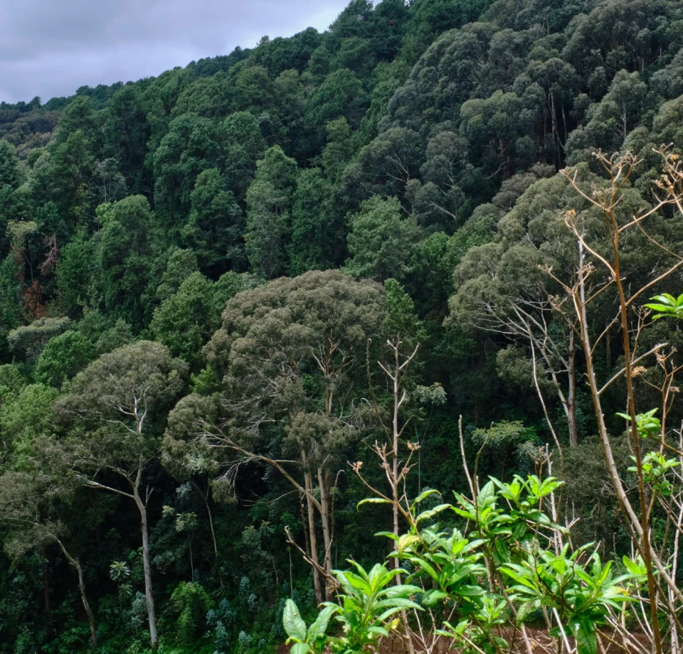 Primates and endemics