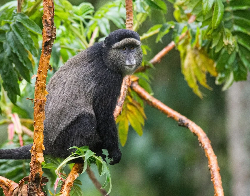 Nyungwe Forest National Park