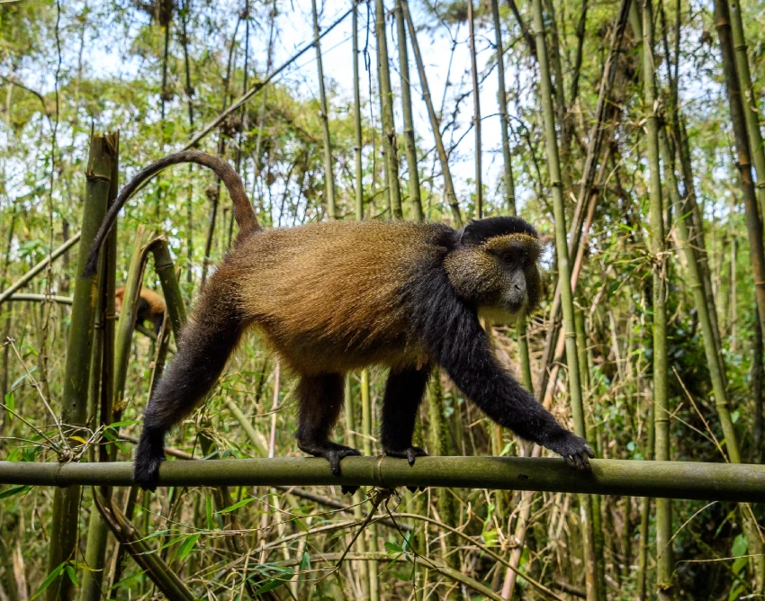 Nyungwe Forest National Park Safari