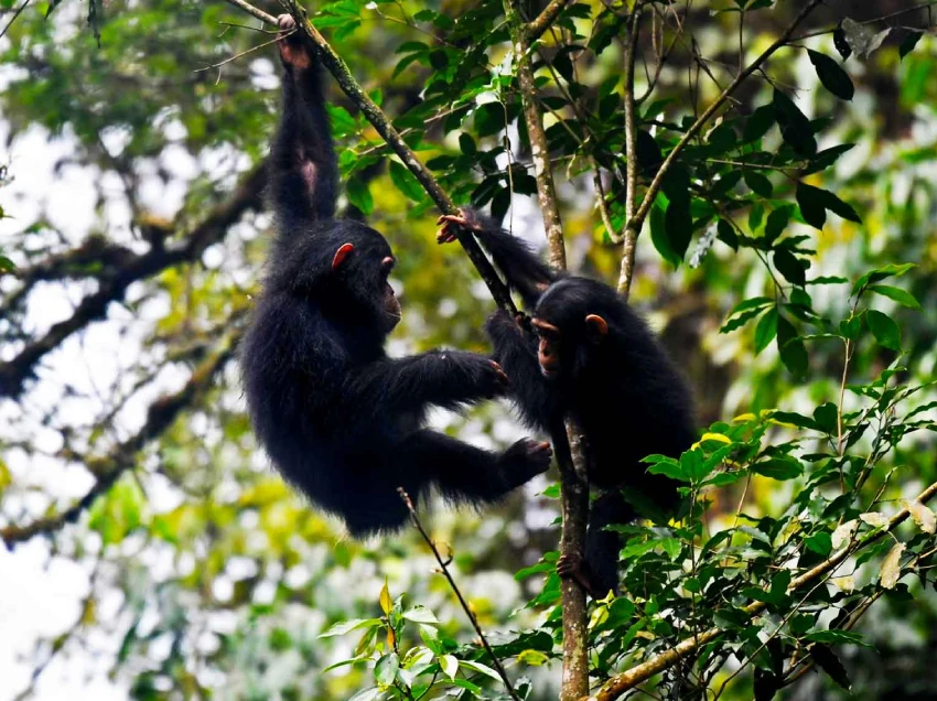 Nyungwe Forest National Park Attractions