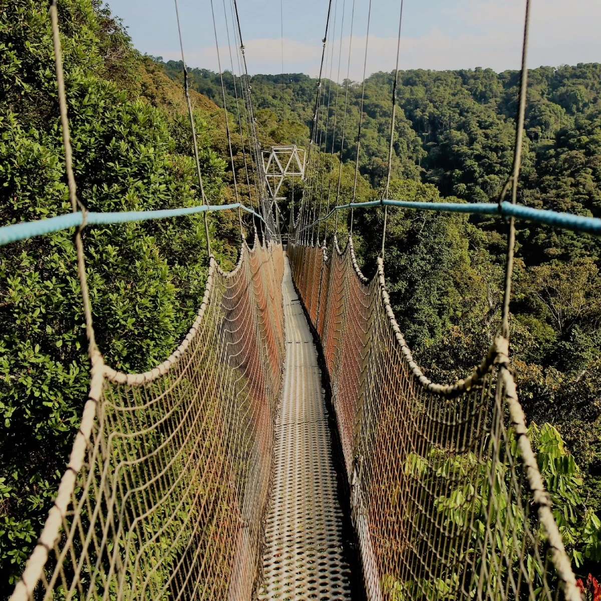 Nyungwe Forest National Park