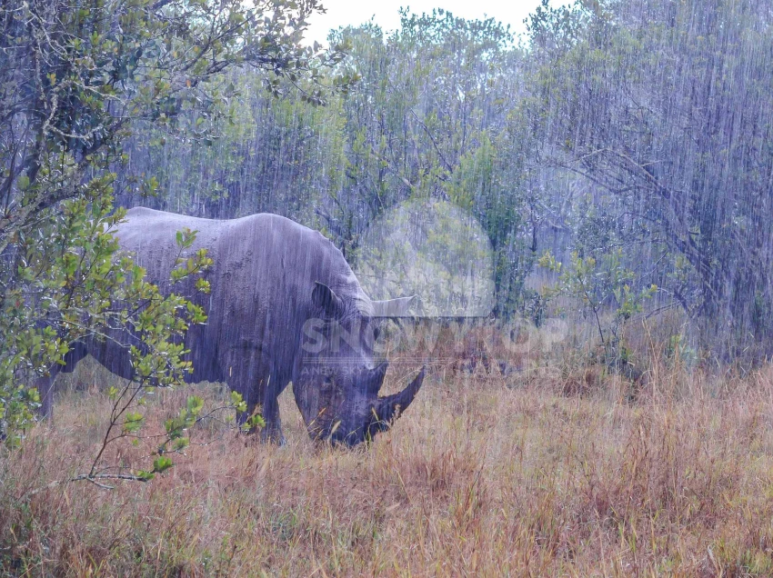 Ol Pejeta Attractions